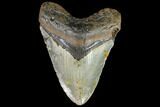 Fossil Megalodon Tooth - North Carolina #108898-1